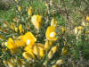 fleur d'ajonc cliquer pour agrandir