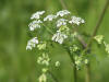 anthrisque des bois (Hardelot mai)