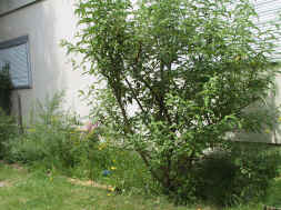 arbustes mellifres