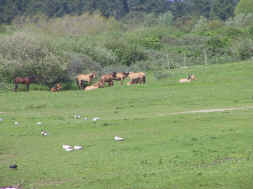 chevaux Henson