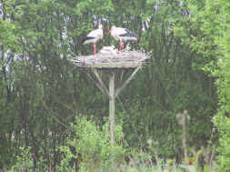 couple de cigognes et leurs petits
