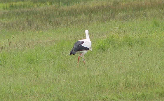 cigogne dans une prairie