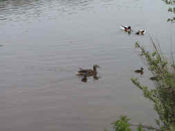 2 tadornes et famille colvert
