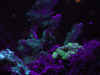 corail phosphorescent Nausicaa