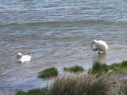 couple de cygnes