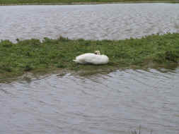 cygne au repos