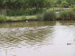 famille d'oies cendres sur l'eau