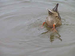 femelle colvert qui se nourrit