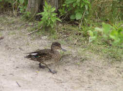 femelle colvert