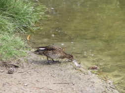 femelle colvert