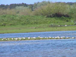 golands, mouettes, foulques