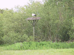 nid de cigogne