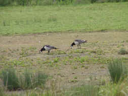 bernaches nonnettes