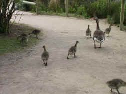 famille oie sur un chemin