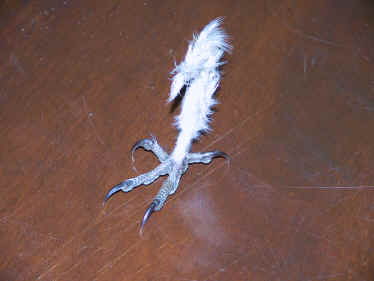 patte de chouette