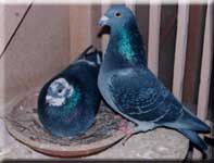 couple de pigeons