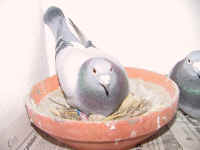 pigeonneaux sous la mre