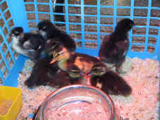 poussins et canetons