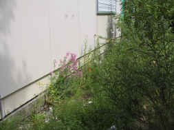 coin de fleurs sauvages
