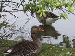 oies sous les branches