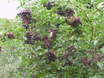 fruits de sureau