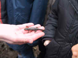 triton alpestre